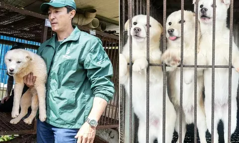 “Chúng không thèm ăn, chỉ cần được yêu thương": Ngôi sao “The Wheel of Time” giải cứu 67 chú chó khỏi cái chết