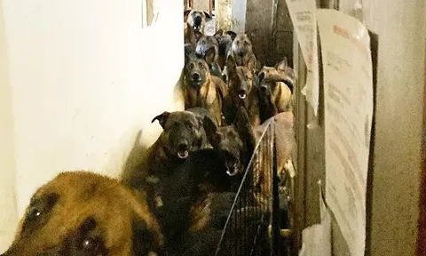 Giải cứu 40 chú chó bị nhốt trong căn hộ chật kín giữa lòng New York