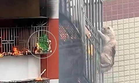 Clip: Căn nhà cháy dữ dội, chú mèo “ninja” phải gắng sức bám víu vào lan can khiến dân mạng thán phục