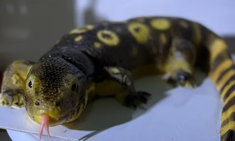 Quán cà phê “hóa phép” bánh kem thành thằn lằn: Chân thật đến đáng sợ, thực khách vừa thích thú vừa e dè