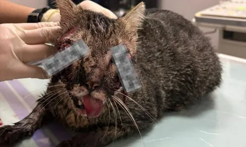 Chú mèo được cả khu phố yêu quý bỗng chết tức tưởi, nghi bị hành hạ dã man