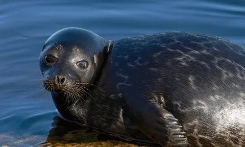 Cứu hộ tức tốc giải cứu chú hải cẩu gặp nạn, đến nơi thì "bất ngờ, bật ngửa"