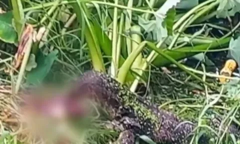 Thái Lan: Thi thể trẻ sơ sinh bị thằn lằn gặm, cảnh tượng ám ảnh cả khu phố