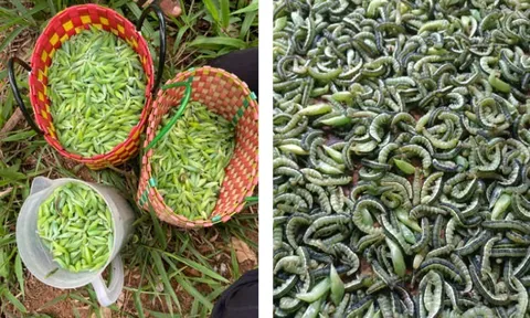 Sâu muồng Tây Nguyên: Đặc sản rừng núi khiến thực khách vừa sợ vừa mê