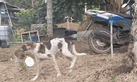 Chó cưng mưu mẹo, chờ chủ đi rồi mới gặm hết sầu riêng, không sót múi nào