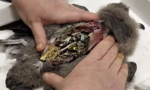 Cú sốc sinh thái tại Úc: Chim biển ăn đầy nhựa trong bụng, phát ra tiếng kêu rào rạo khi ấn vào