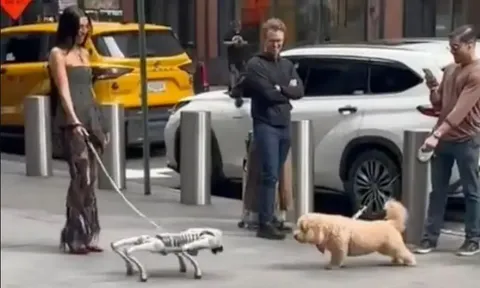 Clip: Chó robot "dọa" chó thật chạy khiếp vía giữa phố