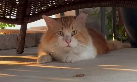 Chú mèo bất ngờ "trốn viện", chạy 5km về nhà ngay sau ca phẫu thuật