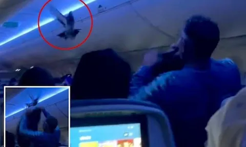 Clip: Bồ câu "đại náo" máy bay khiến khách hàng la hét trong hoảng loạn