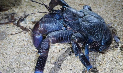 Vẻ đẹp kỳ bí của sinh vật khổng lồ xuất hiện sau 150 năm biệt tích, gây sốt giới khoa học