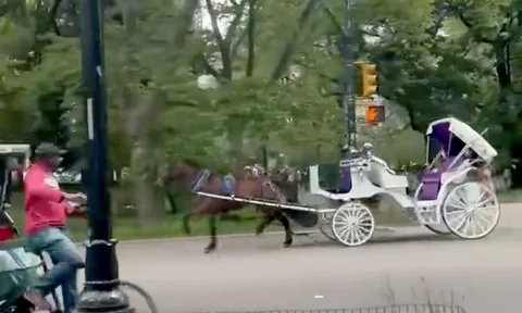 Clip: Ngựa kéo xe bỗng "nổi điên", bỏ chạy giữa phố khiến tài xế gãy tay, nhiều người bị thương