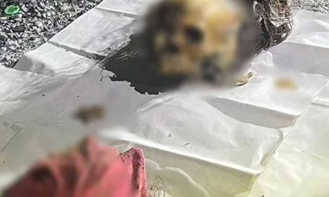 Phát hiện hộp sọ người tại Thái Lan: Nạn nhân nghi là phụ nữ với nhiều dấu hiệu bị sát hại dã man