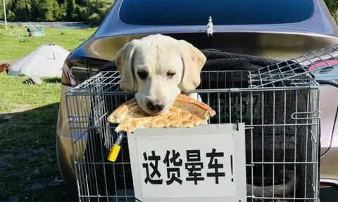 Chó cưng bị say xe, người chủ chế lồng đặc biệt đưa đi "phượt" khắp Trung Quốc gây bão MXH