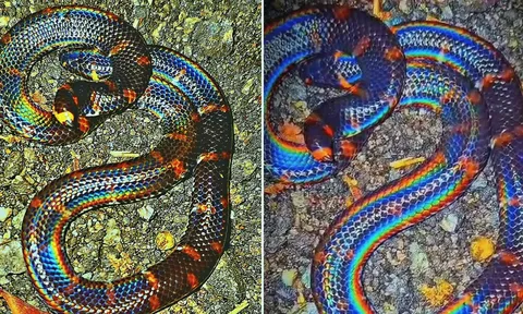Vẻ đẹp lấp lánh như cầu vồng của rắn ống đuôi đỏ khiến cộng đồng mạng kinh ngạc