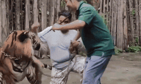 Clip: Bị hổ "vồ" khi chụp ảnh, du khách thoát chết ngoạn mục