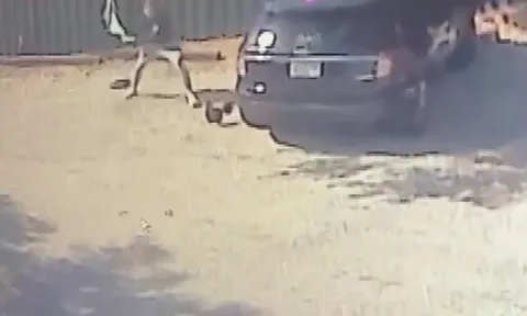 Clip: Dùng ô đánh... gà, người đàn ông đối mặt với 7 cáo buộc ngược đãi động vật