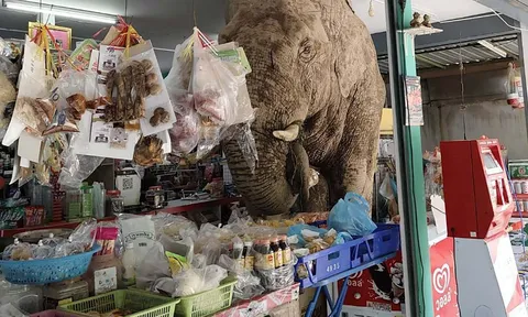 Voi rừng bất ngờ "vi hành" vào tiệm tạp hóa: Gặm bánh, ăn trứng, phá nhẹ rồi thản nhiên bỏ đi khiến chủ tiệm "khóc thét"