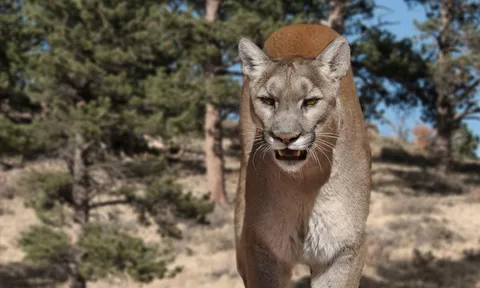 Chó cưng bị tấn công, chủ liều mình đối đầu sư tử