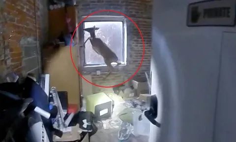 Clip: Nhận tin báo có trộm đột nhập, cảnh sát tức tốc đến nơi thì gặp... “Bambi” hoảng loạn