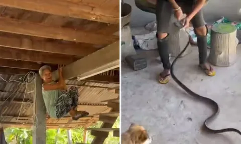 Cụ bà 80 tuổi khiến dân mạng “há hốc” khi đu mình trên xà nhà để trốn rắn bò vào nhà
