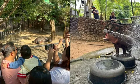 Cậu bé 6 tuổi mắc ung thư qua đời sau khi được gặp chú hà mã Moo Deng: Nguyện vọng cuối cùng đã thành hiện thực