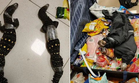 An ninh sân bay bất ngờ phát hiện 2 con kỳ đà trong vali của hành khách