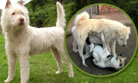 Chú chó hoang “Vua Charles” gây sốt mạng xã hội với phong thái lãnh đạo đáng nể