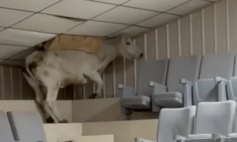 Clip: Chú bò "vượt ngục" làm náo loạn phiên đấu giá gia súc, lao lên khán đài và phá tung trần nhà