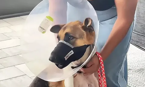 Bị cá sấu ngoạm đầu, kéo xuống hồ, chú chó Zeus sống sót kỳ diệu