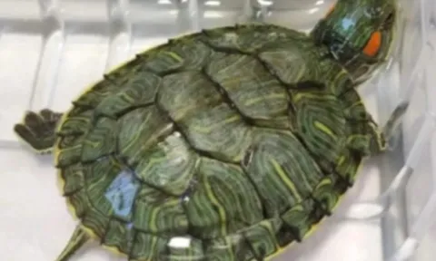 Vụ bé trai thiệt mạng vì rùa rơi từ trên tòa cao tầng: Tòa án phán quyết ra sao?