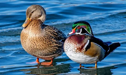 Chuyện tình hiếm thấy giữa 2 loài vịt giữa New York: Lãng mạn, kỳ lạ, được ví như “Romeo và Juliet”