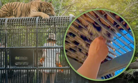 Giật lông hổ làm “bùa may mắn”, du khách bị chỉ trích dữ dội