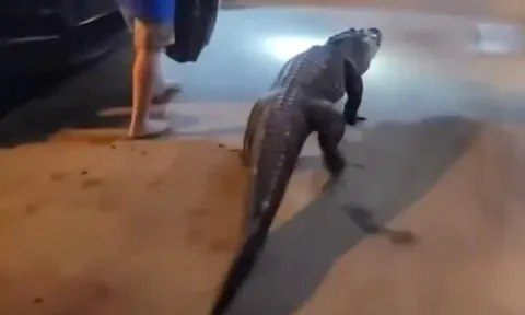 Clip: Cá sấu “đi lạc” vào khách sạn khiến du khách khiếp vía