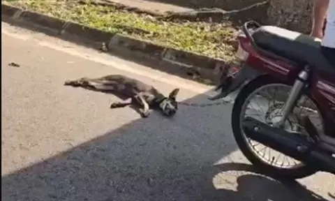 Clip: Phẫn nộ cảnh chó con bị kéo lê đến chảy máu, chủ nói “không muốn nuôi nữa”