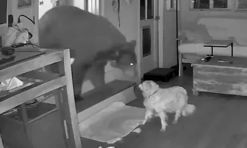 Clip: Chú chó dũng cảm đối đầu gấu hoang khi chủ đang say ngủ