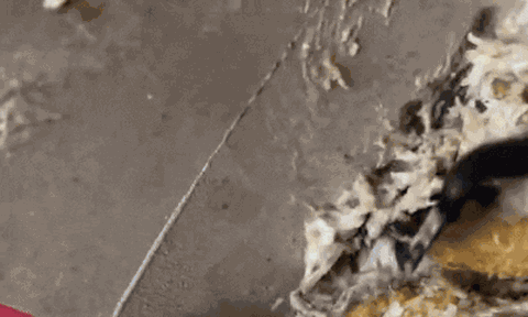 Clip: Kinh hoàng phát hiện thằn lằn trong bánh tiramisu, cả nhà nhập viện sau khi ăn