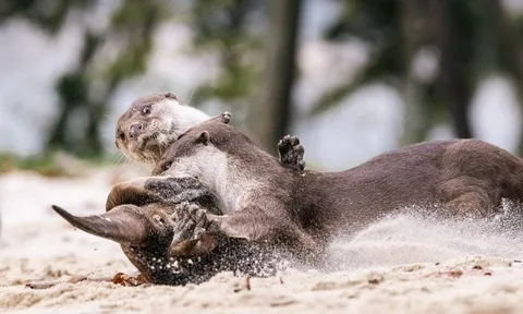 Khoảnh khắc gia đình rái cá chơi đuổi bắt trên bãi biển, vật lộn trong cát khiến dân mạng thích thú