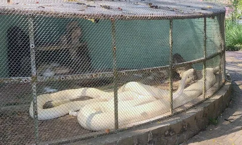 Vẻ đẹp của con trăn bạch tạng “khủng” dài 5m, nặng 90kg tại Sóc Trăng