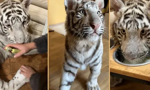 Danh tính cô gái nuôi hổ trắng gần 3,5 tỷ đồng, cho ngủ cùng mỗi đêm: Dân mạng phát sốt vì độ chịu chi