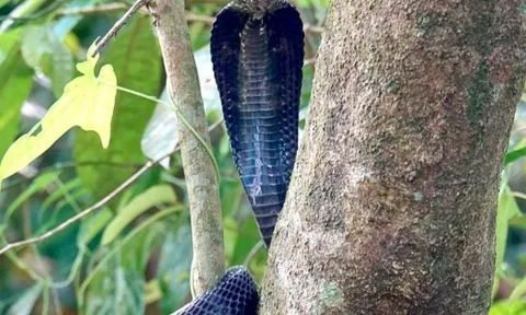 Rắn hổ mang màu đen tuyền cuộn mình trên cây, phô mang đe dọa khiến người đi bộ suýt gặp họa