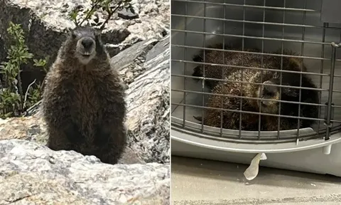 Chú sóc đất "đi nhờ" xe gần 3 tiếng, về tận sở thú mà không ai hay biết