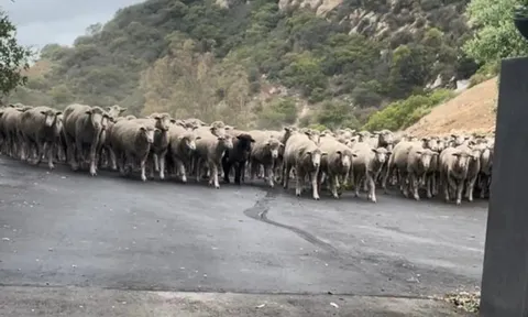 "Đạo quân" hơn 300 con cừu bất ngờ “diễu hành” trên phố, cảnh sát phải ra tay chặn lại