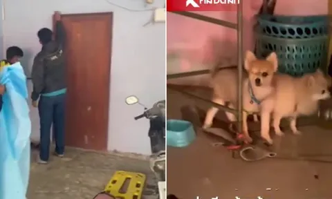 Xót xa cảnh hai chú chó túc trực bên thi thể chủ nhân trong phòng trọ khóa kín suốt nhiều ngày trời