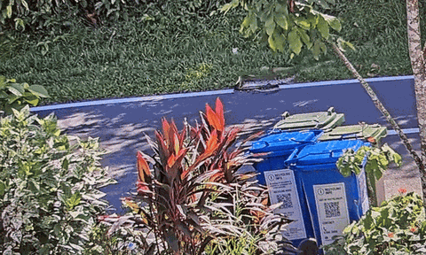 Clip: Hãi hùng trận "tử chiến" giữa trăn và hổ mang chúa giữa khu dân cư, kết cục khiến ai cũng rùng mình