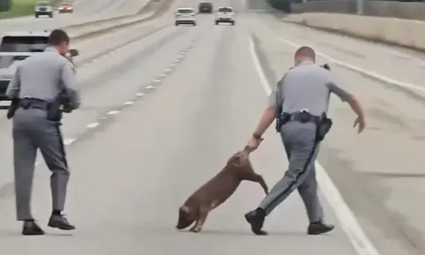 Clip: Heo rừng "đi lạc" lên cao tốc, cảnh sát phải chạy bộ đuổi bắt khiến dân mạng cười ra nước mắt