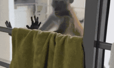 Clip: Khỉ hoang "dòm ngó", tìm cách đột nhập vào căn hộ chung cư khiến cư dân tá hỏa