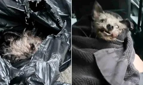 Tiếng rên yếu ớt giữa phố đông khiến cô gái dừng bước, mở túi ra thì thấy một sinh mệnh đáng thương