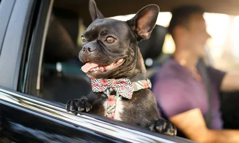 Bạn trai tôi yêu chó, còn tôi chỉ biết cười trừ khi bị xếp sau nó