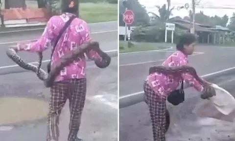 Clip: Dân làng kinh ngạc khi thấy bà lão tay không bắt trăn dài 3m, bình tĩnh nhét vào bao tải