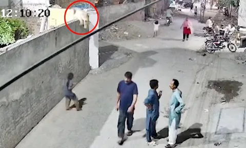 Clip: Kinh hoàng sư tử xổng chuồng lao vào ba mẹ con giữa phố, chủ nuôi thờ ơ chỉ biết đứng nhìn